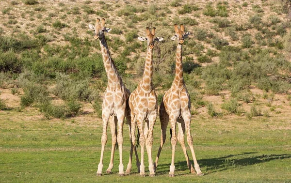 Three Southern Giraffes Giraffa Giraffa Giraffa Three Males Fight Rainy — ストック写真