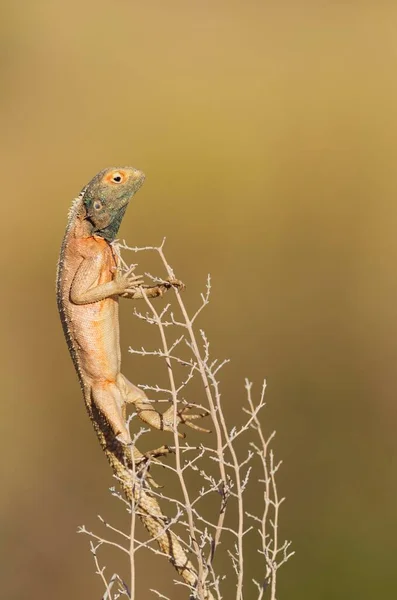 Ground Agama Agama Aculeata Male Climbing Low Shrub Kalahari Desert — Foto de Stock