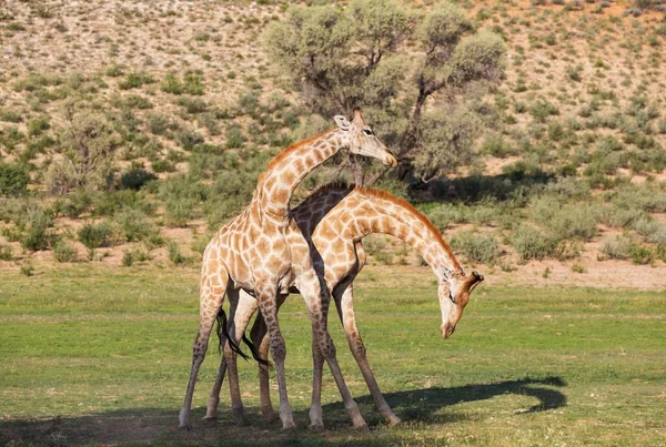 Two Southern Giraffes Giraffa Giraffa Fighting Males Rainy Season Green — Stock Photo, Image