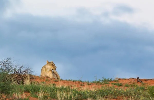 Lioness Panthera Leo Female Grass Grown Sand Dune Dawn Rainy — Stockfoto