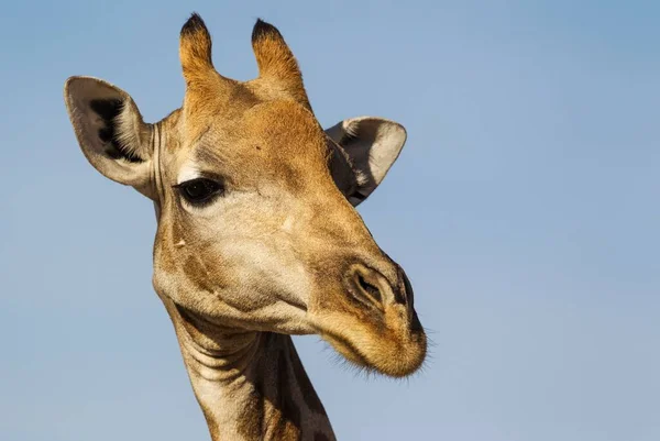 Southern Giraffe Giraffa Giraffa Female Close Portrait Kalahari Desert Kgalagadi — Foto de Stock