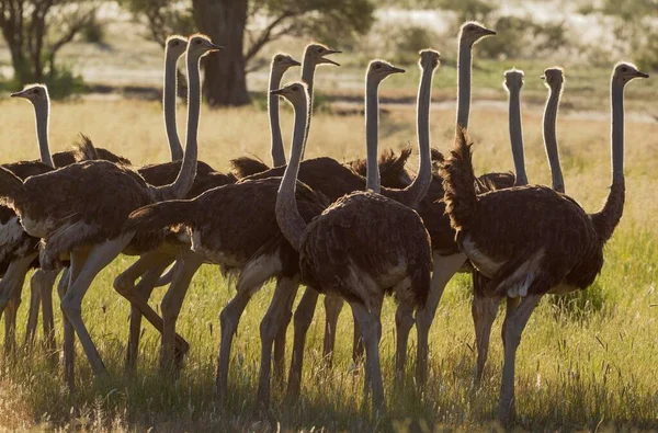 Ostrich Struthio Camelus Group Females Rainy Season Green Surroundings Kalahari — Foto Stock