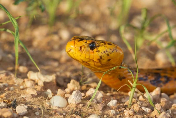 Cape Cobra Naja Nivea Rainy Season Green Grass Kalahari Desert — 图库照片