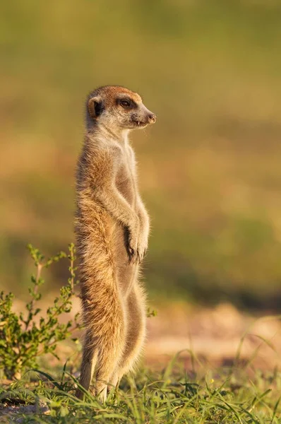 Suricate Meerkat Suricata Suricatta Guard Lookout Rainy Season Green Surroundings — Stok fotoğraf