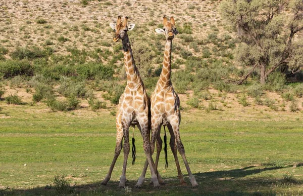 Two Southern Giraffes Giraffa Giraffa Fighting Males Rainy Season Green — ストック写真