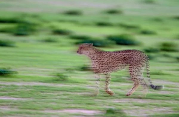 Cheetah Acinonyx Jubatus Walking Rainy Season Green Surroundings Kalahari Desert — Foto de Stock