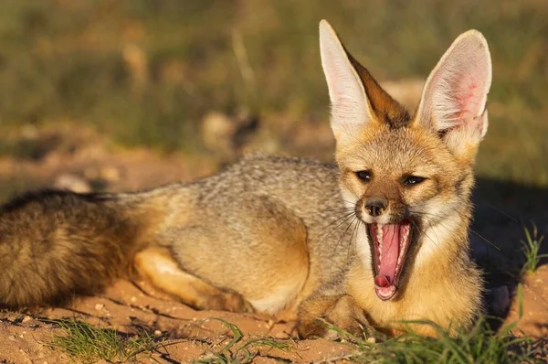 Cape Fox Vulpes Chama Its Burrow Yawning Kalahari Desert Kgalagadi — Foto de Stock