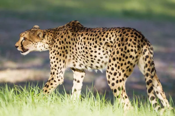 Cheetah Acinonyx Jubatus Female Blood Snout Kalahari Desert Kgalagadi Transfrontier — Fotografia de Stock