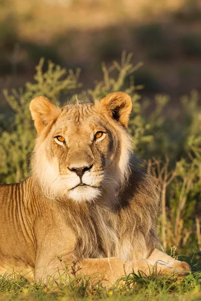 Лион Panthera Leo Самец Рестлинг Портрет Калахари Дезерт Трансграничный Парк — стоковое фото