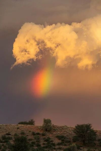 Evening thunderstorm with Cumulonimbus cloud and rainbow above a sand dune, rainy season, Kalahari Desert, Kgalagadi Transfrontier Park, South Africa, Africa