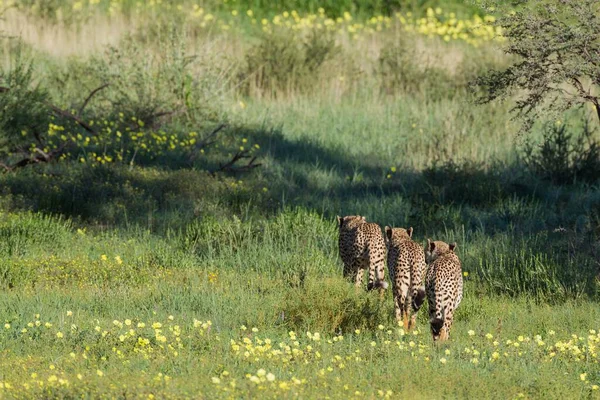 Cheetah (Acinonyx jubatus), roaming, during the rainy season with green grass and yellow Devils Thorn (Tribulus zeyheri) flowers, Kalahari Desert, Kgalagadi Transfrontier Park, South Africa, Africa
