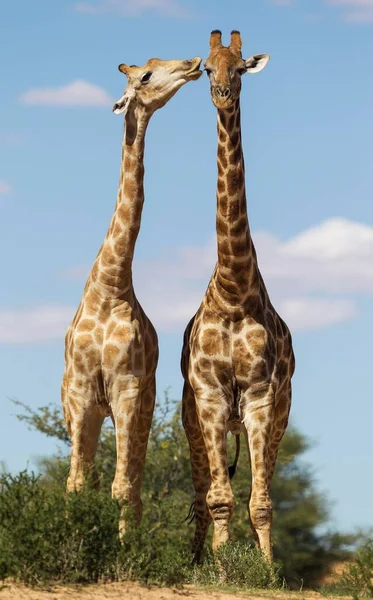 Two Southern Giraffes Giraffa Giraffa Two Males Social Contact Kalahari — Stok fotoğraf