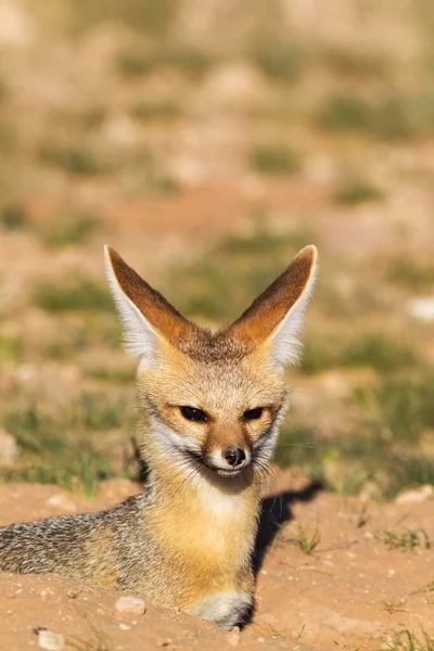 Cape Fox Vulpes Chama Resting Its Burrow Portrait Kalahari Desert — Stock Fotó