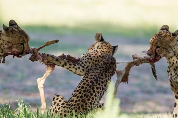 Cheetahs Acinonyx Jubatus Female Her Subadult Female Cub Struggle Carcass — Stockfoto