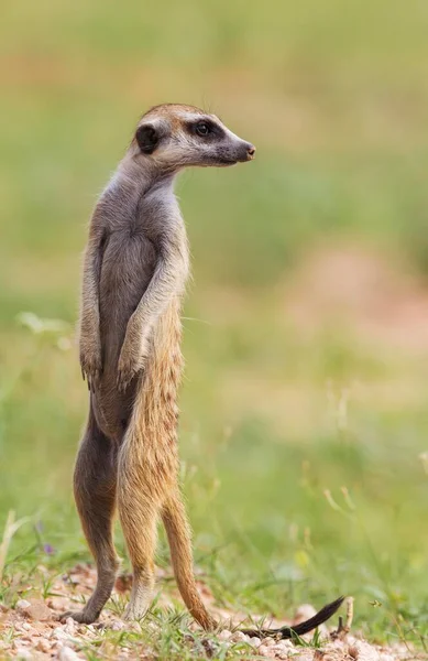 Suricate Meerkat Suricata Suricatta Guard Lookout Rainy Season Green Surroundings — Fotografia de Stock