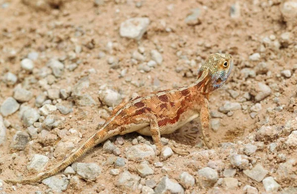 Ground Agama Agama Aculeata Pregnant Female Digging Out Burrow Kalahari — Fotografia de Stock