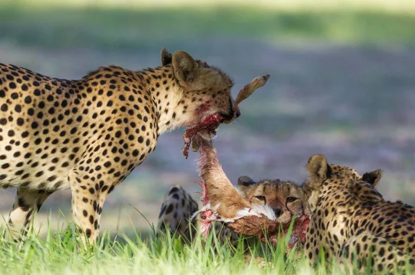 Гепарды Acinonyx Flashatus Самка Недовзрослая Самка Борются Тушей Ягненка Antidorcas — стоковое фото