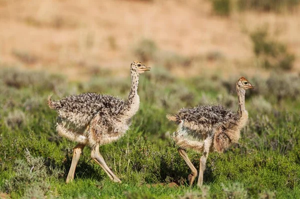 Ostrich Struthio Camelus Two Chicks Rainy Season Green Surroundings Kalahari — Stock Photo, Image
