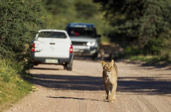 Lionness Panthera Leo Female Walking Road Tourist Vehicles Game Drive — Stock Photo, Image