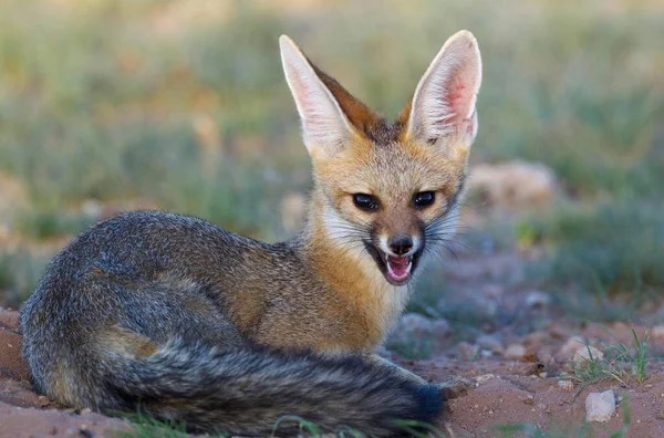 Cape Fox Vulpes Chama Resting Its Burrow Has Been Yawning — Foto de Stock