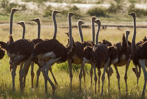 Ostrich Struthio Camelus Group Females Rainy Season Green Surroundings Kalahari — Stock Photo, Image