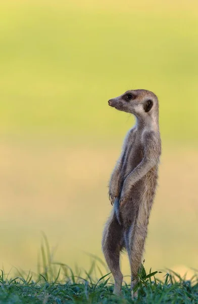 Suricate Meerkat Suricata Suricatta Guard Lookout Raw Season Green Environment — стокове фото