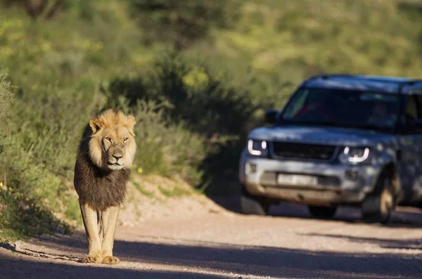 Lion (Panthera leo), black-maned Kalahari lion, male walking on road, behind it a tourist vehicle on a game drive, rainy season in green surroundings, Kalahari Desert, Kgalagadi Transfrontier Park, South Africa, Africa