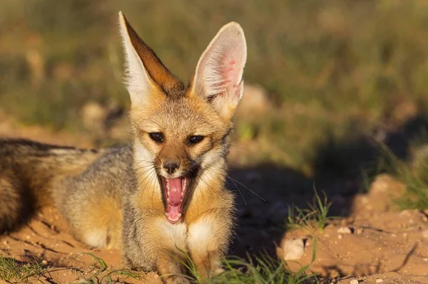 Cape Fox Vulpes Chama Its Burrow Yawning Kalahari Desert Kgalagadi — Foto de Stock