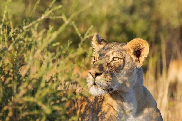 Левиця Panthera Leo Пильна Жінка Спостерігає Оточенням Портретом Пустелею Калахарі — стокове фото