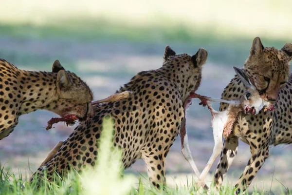 Гепарды Acinonyx Flashatus Самка Недовзрослая Самка Борются Тушей Ягненка Antidorcas — стоковое фото