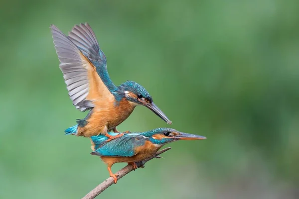 Kingfisher Alcedo Atthis Mating Branch Hesse Germany Europe — Fotografia de Stock