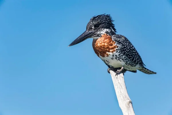 Giant Kingfisher Megaceryle Maxima Sitting Dead Branch Kosi Forest Isimangaliso — Photo