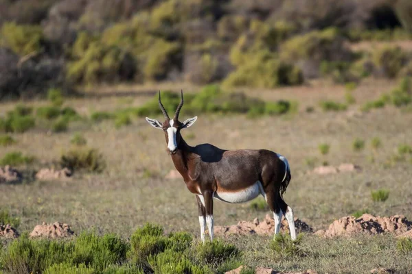 Bontebok Damaliscus Pygargus Bushmans Kloof Wilderness Reserve Private Game Reserve — стоковое фото