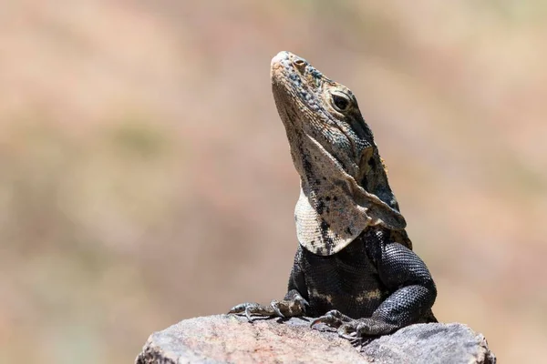 Close Black Spiny Tailed Iguana Ctenosaura Similis Costa Rica Central — Stock Photo, Image