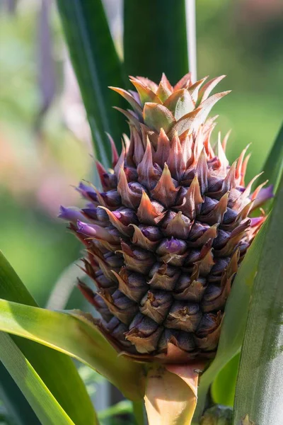 Ripening pineapple (Ananas comosus) at herbaceous perennial, Germany, Europe
