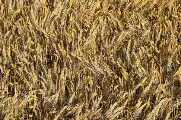 Ripe Barley Hordeum Vulgare Barley Field Bavaria Germany Europe — 스톡 사진
