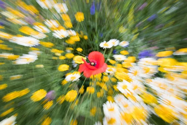 Colorful Summer Flowers Abstract Zoomed Hesse Germany Europe — Stockfoto