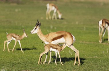 Springboks (Antidorcas marsupialis), ewe with suckling newborn lamb, during the rainy season in green surroundings, Kalahari Desert, Kgalagadi Transfrontier Park, South Africa, Africa clipart