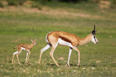 Springboks (Antidorcas marsupialis), ewe with newborn lamb, during the rainy season in green surroundings, Kalahari Desert, Kgalagadi Transfrontier Park, South Africa, Africa clipart