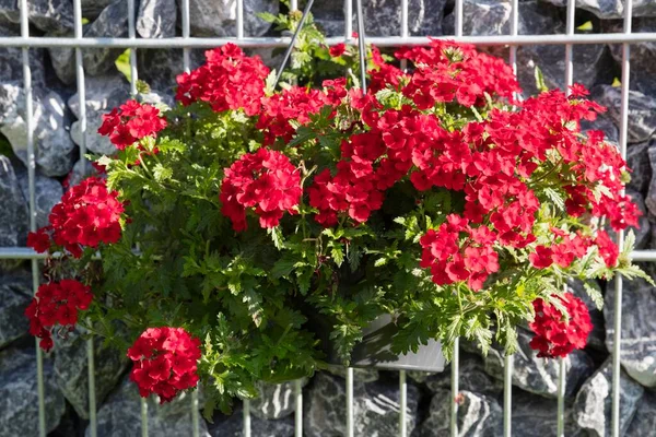 Red Flowering Verbena Verbena Hanging Basket Stone Wall Germany Europe —  Fotos de Stock