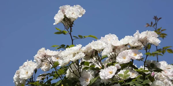 White Climbing Roses Pink —  Fotos de Stock