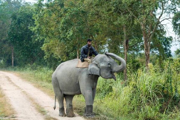 Mahout Riding Indian Elephant Elephas Maximus Indicus Dirt Road Domesticated — ストック写真