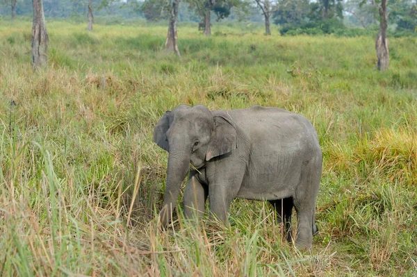 Indian Elephant Elephas Maximus Indicus Eating Kaziranga National Park Assam — Photo