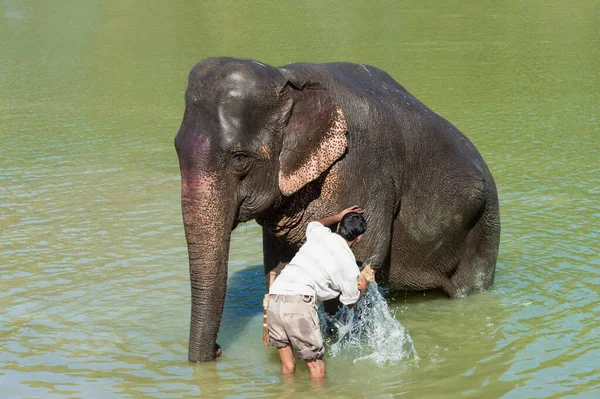Махаут Моет Своего Индийского Слона Elephas Maximus Indicus Реке Национальный — стоковое фото