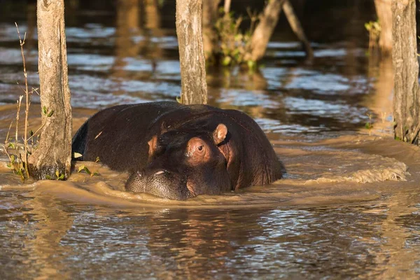 Common Hippopotamus Hippopotamuspotamus Amphibius Water Mangrove Forest Isimangaliso Wetland Park — Photo