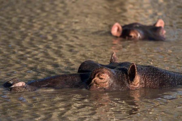 Common Hippopotamus Hippopotamuspotamus Amphibius Water Isimangaliso Wetland Park Kwazulu Natal — Photo