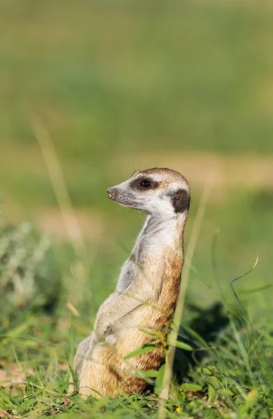 Suricate Suricata Suricatta Φρουρά Επιφυλακή Βροχερή Εποχή Πράσινο Περιβάλλον Έρημο — Φωτογραφία Αρχείου