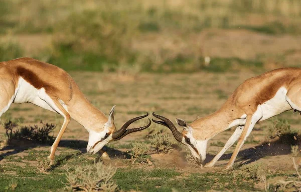 Springboks Antidorcas Marsupialis Fighting Males Rainy Season Green Surroundings Kalahari — Stok fotoğraf