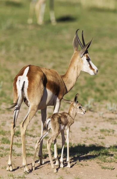 Springboks Antidorcas Marsupialis Ewe Newborn Lamb Rainy Season Green Surroundings — Stockfoto