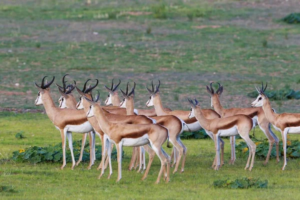 Springboks Antidorcas Marsupialis Herd Attentively Watch Rainy Season Green Surroundings — Stock Fotó